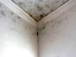 Mold Remediation for Rental Properties in Union, NJ